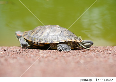 Red Eared Slider Turtle basking in the sun near water Red Eared Slider Turtle basking in the sun near water 138743082