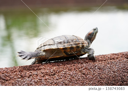 Red Eared Slider Turtle Closeup in Natural Setting Red Eared Slider Turtle Closeup in Natural Setting 138743083