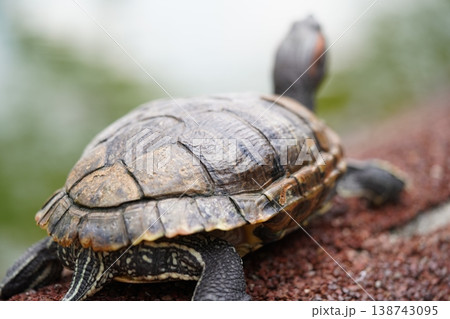 Red Eared Slider Turtle basking in the sun 138743095