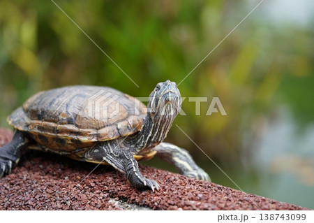 Red Eared Slider Turtle Resting Outdoors Portrait 138743099