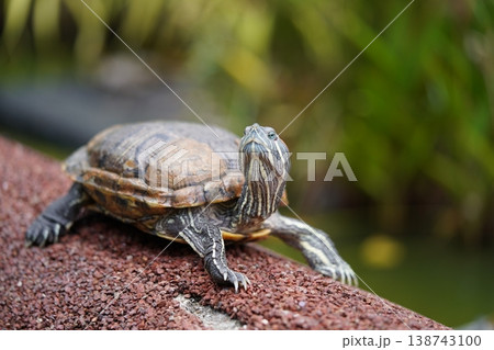 Red Eared Slider Turtle Portrait Outdoor Close Up 138743100