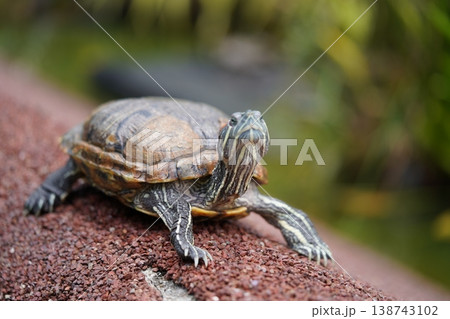 Red Eared Slider Turtle Close Up Photography Red Eared Slider Turtle Close Up Photography 138743102