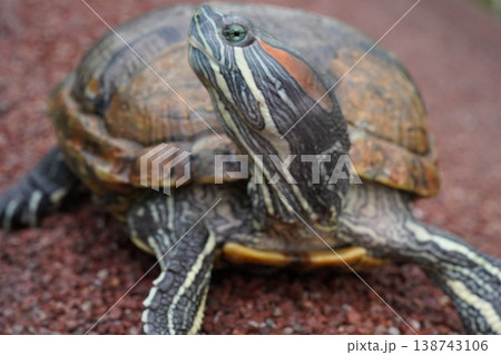 Red Eared Slider Turtle Portrait Close Up 138743106