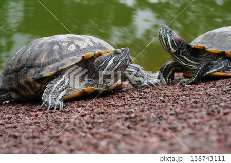 Red Eared Sliders by a Pond Serene Turtle Scene 138743111