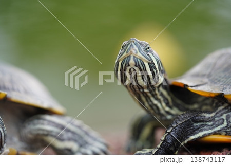 Red Eared Slider Turtle Close Up Portrait 138743117