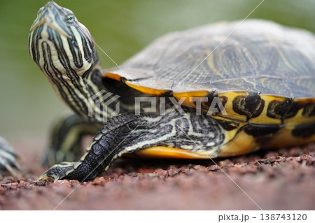 Red Eared Slider Turtle Close Up Red Eared Slider Turtle Close Up 138743120