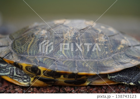 Red Eared Slider Turtle Close Up Nature Photography 138743123