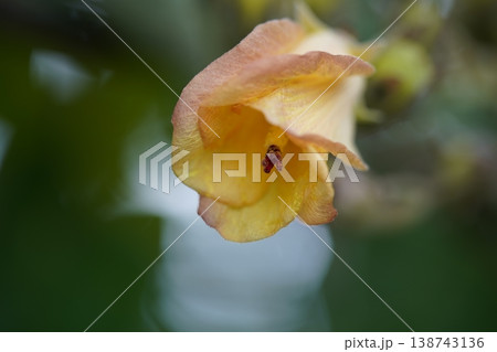 Single Flowering Abutilon pictum Bellflower Close Up Single Flowering Abutilon pictum Bellflower Close Up 138743136