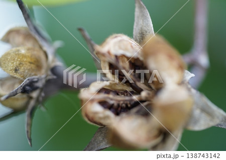 Lagerstroemia Seed Pods with Seeds Close Up 138743142
