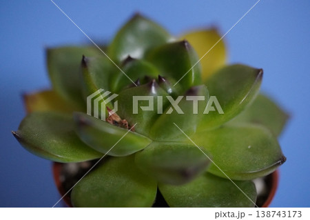 Close up of Echeveria succulent on a blue background 138743173