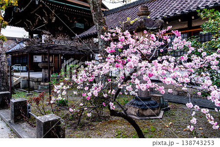 京都、六孫王神社の源平しだれ桃 京都、六孫王神社の源平しだれ桃 138743253