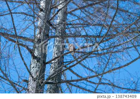 Dynamic scene of squirrel balancing on delicate tree limbs outdoors. Vibrant natural image depicting lively squirrel maneuvering through sparse tree canopy outdoors 138743409