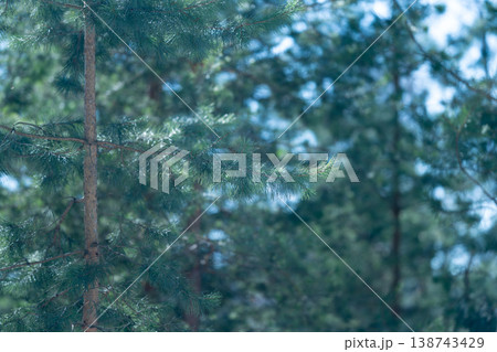 Peaceful springtime forest view. Calm and gentle scene showcasing pollen with soft green colors. Serene depiction of pine needles and pollen amidst tender springtime greenery 138743429