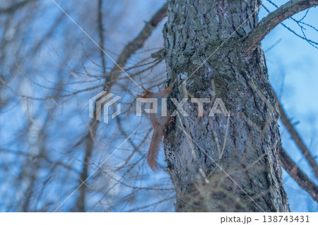 Squirrel blends quietly. Red squirrel in winter camouflage blending with woodland surroundings. Autumnal woodland scene with cautious squirrel concealed among lichen and twigs 138743431