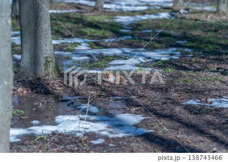 Ice becomes water reflections quickly. Snow transforms into wet surfaces and shadows. Icy remnants melt into puddles that mirror shadows beneath tranquil surroundings Ice becomes water reflections quickly. Snow transforms into wet surfaces and shadows. Icy remnants melt into puddles that mirror shadows beneath tranquil surroundings 138743466