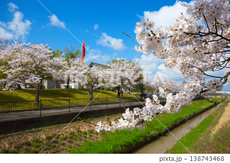 満開の桜が咲く音楽堂の風景 満開の桜が咲く音楽堂の風景 138743468