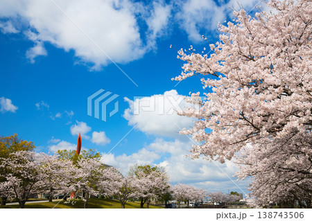 満開の桜が咲く音楽堂の風景 138743506