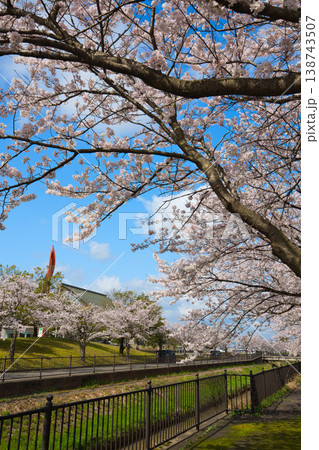 満開の桜が咲く音楽堂の風景 138743507