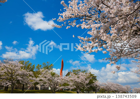 満開の桜が咲く音楽堂の風景 138743509