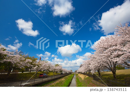 満開の桜が咲く音楽堂の風景 138743511
