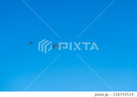 Blue sky hosts flying migrating ducks. Serene scene of ducks soaring through clear winter sky. Tranquil portrayal of flock of migrating ducks under vast winter sky 138743519