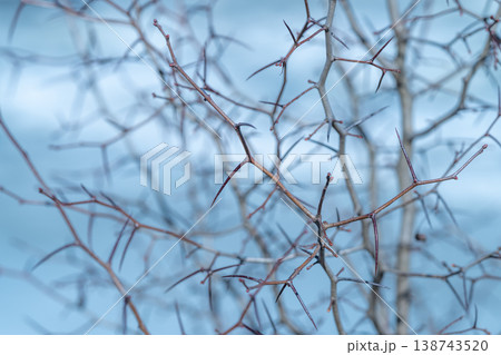 Sturdy stems resist cold weather. Sharp thorns protect and endure harsh climates. Thorncovered branches display resilience against freezing winds and cold temperatures Sturdy stems resist cold weather. Sharp thorns protect and endure harsh climates. Thorncovered branches display resilience against freezing winds and cold temperatures 138743520