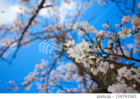 満開の桜が咲く音楽堂の風景 138743565