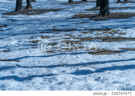 Snowy forest awakening. Spring snow reveals tree trunks. Bare trees emerge through melting winter snow. Dappled sunlight creates long shadows over snow and exposed ground in spring 138743571