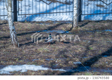 Duck forages on melting ground. Duck searches for nourishment on melting earth near trees. Mallard searches through patchy snow and mud for food during warm seasonal melt Duck forages on melting ground. Duck searches for nourishment on melting earth near trees. Mallard searches through patchy snow and mud for food during warm seasonal melt 138743580