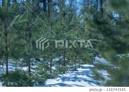 Forest path view. Calm seasonal edge of forest pathway. Sunlit conifer line along quiet forest route. Tranquil forest pathway lined with young trees extending into distance Forest path view. Calm seasonal edge of forest pathway. Sunlit conifer line along quiet forest route. Tranquil forest pathway lined with young trees extending into distance 138743585