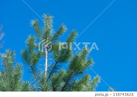 Young needles on pine branches under clear blue sky, tight lowangle composition with sparkling highlights and crisp needle texture, uplifting mood for wellness and nature campaigns 138743628
