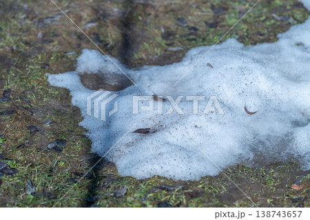 Snow melts gradually. Damp forest floor covered with melting snow and tiny water droplets. Soaked earth beneath trees with residual snow and delicate moisture in air Snow melts gradually. Damp forest floor covered with melting snow and tiny water droplets. Soaked earth beneath trees with residual snow and delicate moisture in air 138743657