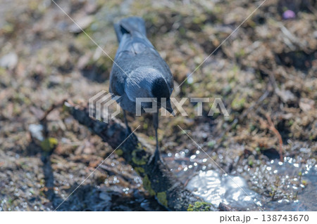 Young crow exploring reflective pool. Mischievous corvid investigating sparkling water surface. Playful juvenile bird gazing at shimmering shallow water surface 138743670