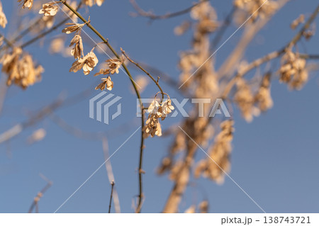 Seasonal decay with delicate textures. Botanical elements amidst clear sky and fragile stems. Ethereal dried seeds display seasonal change with floral and botanical elegance 138743721