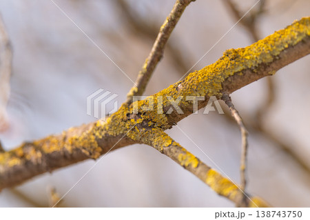 Scientific depiction of lichen on slender branch with muted tones. Macro photography showcasing granular crustose lichen on delicate branch with warm winter colors 138743750