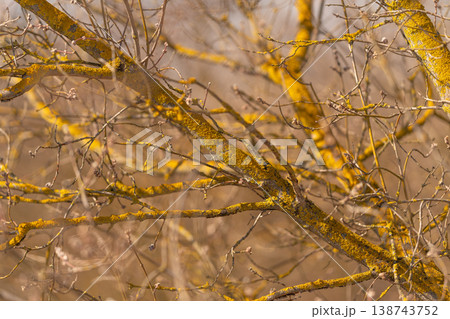 Macro shot of fungal growth on bark highlighting environmental storytelling and microhabitat detail with muted earthy palette, suited for climate and conservation narratives 138743752