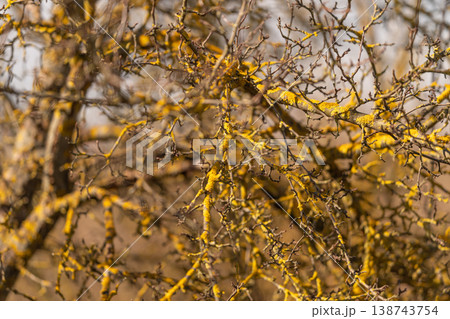 Fungal frost adorns leafless trees. Seasonal decay and natural renewal depicted artistically. Rustic branches highlighted with golden fungus and warm seasonal colors 138743754