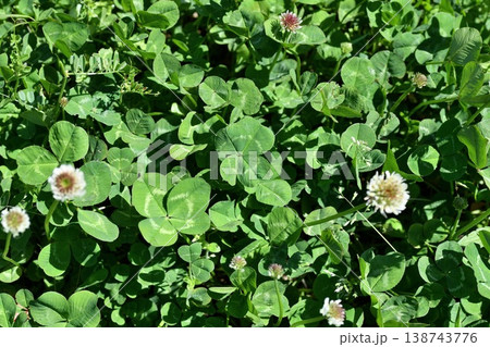 四葉のクローバー 138743776