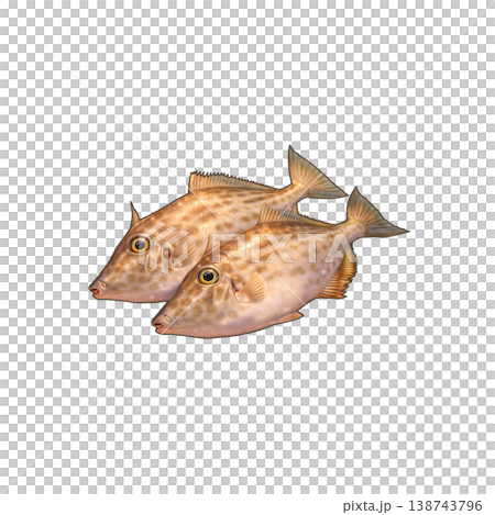 カワハギ 138743796