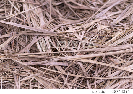 Macro shot capturing dry grass fibers with subtle lighting effects. Highresolution image showcasing intertwined straw fibers in muted beige tones for eco branding use 138743854