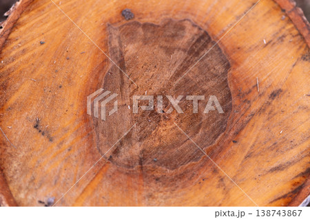 Examination of tree ring structures reveals age and growth indicators. Analysis of wood grain under microscopic view provides insights into tree age and environmental patterns Examination of tree ring structures reveals age and growth indicators. Analysis of wood grain under microscopic view provides insights into tree age and environmental patterns 138743867