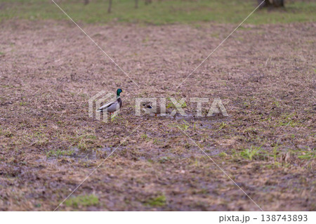Duck in marsh. Mallard in quiet wetland. Drake and duck traverse marshy landscape peacefully. Lone pair of mallard ducks slowly move across tranquil marshland environment Duck in marsh. Mallard in quiet wetland. Drake and duck traverse marshy landscape peacefully. Lone pair of mallard ducks slowly move across tranquil marshland environment 138743893