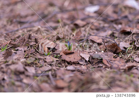 Solitary blue spring flowers on woodland floor, single sprout surrounded by dry leaves and twigs, soft pastel palette, contemplative atmosphere for nature discovery and calm 138743896