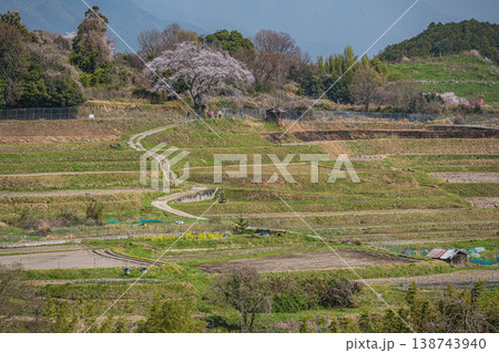 滋賀県大津市仰木　春の棚田風景 138743940
