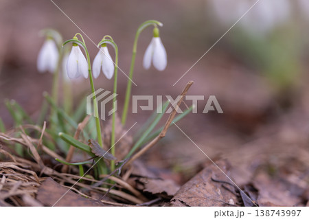 Fragile white blooms. Intimate macro view highlighting delicate snowdrop flowers during spring. Detailed macro photograph capturing fragile beauty of snowdrops in early spring Fragile white blooms. Intimate macro view highlighting delicate snowdrop flowers during spring. Detailed macro photograph capturing fragile beauty of snowdrops in early spring 138743997