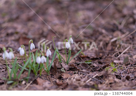 Hopeful snowdrops emerge through fallen leaves in quiet forest. Calm and restorative nature scene with delicate flowers and gentle sunlight filtering through trees 138744004