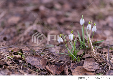 Flowers bloom early. Tiny bulbs emerge in spring. Delicate snowdrops bloom near garden border. Springtime brings gentle blooming of bulbs and snowdrops at edges 138744005