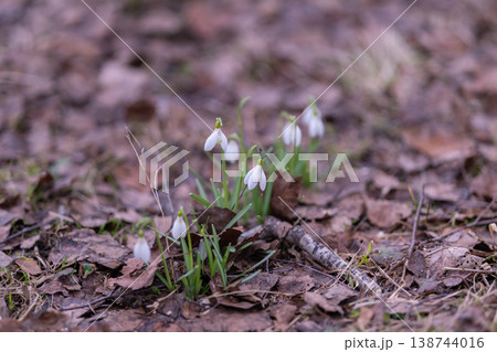 Tranquil winter view featuring emerging snowdrops amidst fallen leaves. Serene winter setting with gentle snowdrops sprouting through decayed leaves and patches of moss Tranquil winter view featuring emerging snowdrops amidst fallen leaves. Serene winter setting with gentle snowdrops sprouting through decayed leaves and patches of moss 138744016
