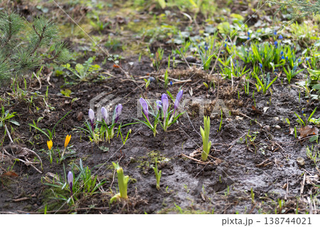 Emerging crocuses spread across moist soil with fresh green shoots. Soft overcast light highlights resilient seedlings and colorful crocus bulbs in early spring Emerging crocuses spread across moist soil with fresh green shoots. Soft overcast light highlights resilient seedlings and colorful crocus bulbs in early spring 138744021