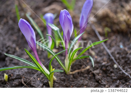 Colorful garden awakening. Spring blooms emerge from earthy soil. Crocuses sprout amid lush greenery in spring. Vivid crocus clusters bloom as gardener observes seasonal renewal Colorful garden awakening. Spring blooms emerge from earthy soil. Crocuses sprout amid lush greenery in spring. Vivid crocus clusters bloom as gardener observes seasonal renewal 138744022